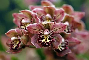 <b class=qtipBold><figcaption>Cymbidium Vogel's Magic Orchid</figcaption></b><br><em>© Paul Brown</em> Cymbidium Vogel's Magic Orchid