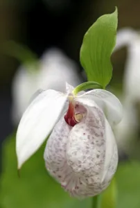 Cypripedium Formosanum, Highcliffe Castle, Orchid Cypripedium Formosanum, Highcliffe Castle, Orchid