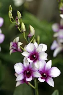 Orchids Collection: Dendrobium Raspberry Delight Orchid