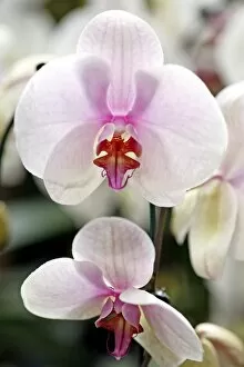 Orchids Collection: Doritaenopsis Sylivias Delight Orchid