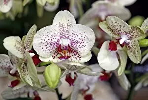 Orchids Collection: Love Sand Orchid