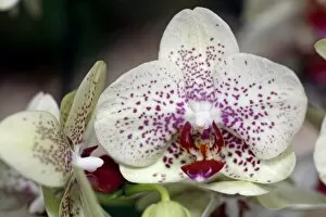 Orchids Collection: Love Sand Orchid