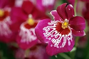 Images Dated 22nd March 2009: Miltonia Firewater Butterfly Orchid