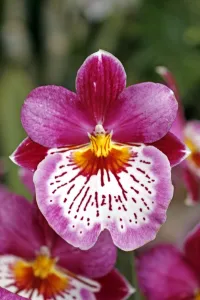 Miltoniopsis Bouvet Orchid