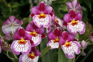 Miltoniopsis Bouvet Orchid