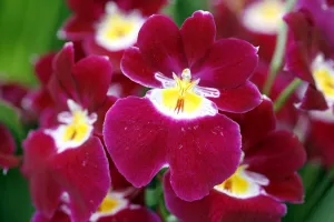 Miltoniopsis Red Woodham Orchid