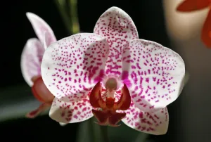 <b class=qtipBold><figcaption>Orchid</figcaption></b><br><em>© Paul Brown</em> Orchid