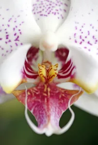 <b class=qtipBold><figcaption>Orchid</figcaption></b><br><em>© Paul Brown</em> Orchid