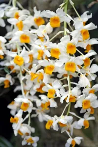 <b class=qtipBold><figcaption>Orchid</figcaption></b><br><em>© Paul Brown</em> Orchid