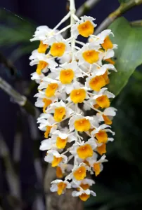 <b class=qtipBold><figcaption>Orchid</figcaption></b><br><em>© Paul Brown</em> Orchid