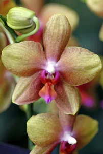 <b class=qtipBold><figcaption>Orchid</figcaption></b><br><em>© Paul Brown</em> Orchid