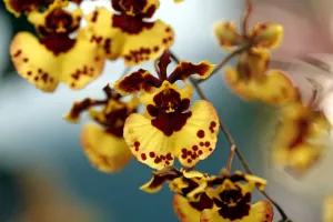 <b class=qtipBold><figcaption>Orchid</figcaption></b><br><em>© Paul Brown</em> Orchid