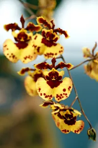 <b class=qtipBold><figcaption>Orchid</figcaption></b><br><em>© Paul Brown</em> Orchid