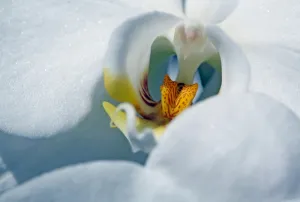 <b class=qtipBold><figcaption>Orchid</figcaption></b><br><em>© Paul Brown</em> Orchid
