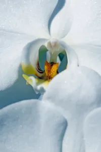 <b class=qtipBold><figcaption>Orchid</figcaption></b><br><em>© Paul Brown</em> Orchid