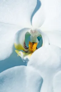 <b class=qtipBold><figcaption>Orchid</figcaption></b><br><em>© Paul Brown</em> Orchid