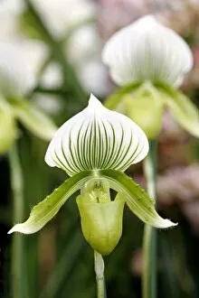 Orchids Collection: Paphiopedilum Claire de Lune, Edgard van Belle Orchid