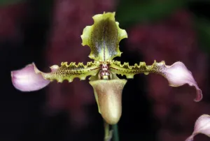 Paphiopedilum Orchid