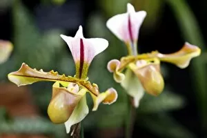 Orchids Collection: Paphiopedilum Lathamianum Rex Orchid