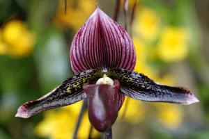 Paphiopedilum Orchid