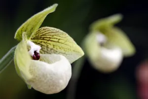 Paphiopedilum Orchid