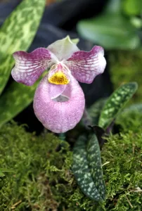 Paphiopedilum Micranthum x Vietnamense Orchid