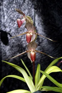 Paphiopedilum Orchid