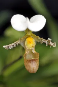 Paphiopedilum Orchid