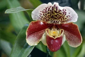 Paphiopedilum, Winston Churchill, Indomitable Orchid Paphiopedilum, Winston Churchill, Indomitable Orchid