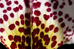 Paphiopedilum Orchid