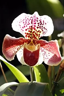 Orchids Collection: Paphiopedilum Wonder Lip Orchid
