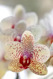 Phalaenopsis Babette Orchid
