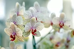 Orchids Collection: Phalaenopsis Babette Orchid