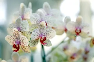 Phalaenopsis Babette Orchid