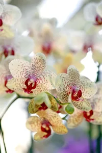 Phalaenopsis Babette Orchid