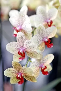 Phalaenopsis Babette Orchid