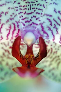 Phalaenopsis Babette Orchid