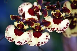 Tolumnia Parrot Orchid