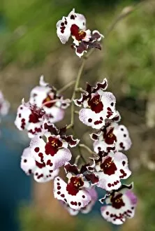 Orchids Collection: Tolumnia Polka Dot Orchid
