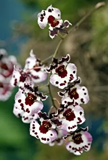 Orchids Collection: Tolunnia Polka Dot Orchid