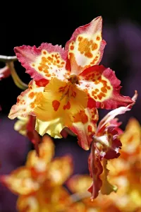 Wilsonara Tiger Brew Orchid