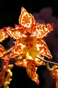 Wilsonara Tiger Brew Orchid