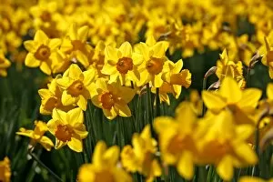 Collections: Daffodils