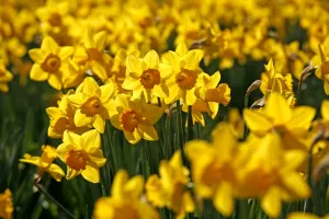 Yellow Daffodils blooming in spring