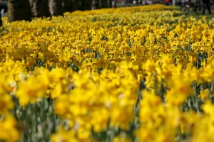 Yellow Daffodils blooming in spring