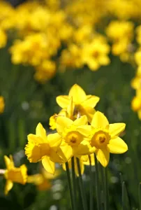 Yellow Daffodils blooming in spring