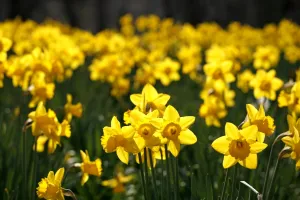 Yellow Daffodils blooming in spring