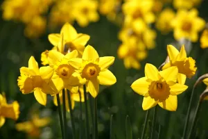 Yellow Daffodils blooming in spring