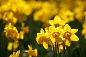 Yellow Daffodils blooming in spring