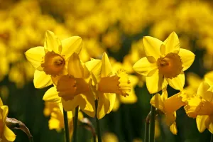 Yellow Daffodils blooming in spring